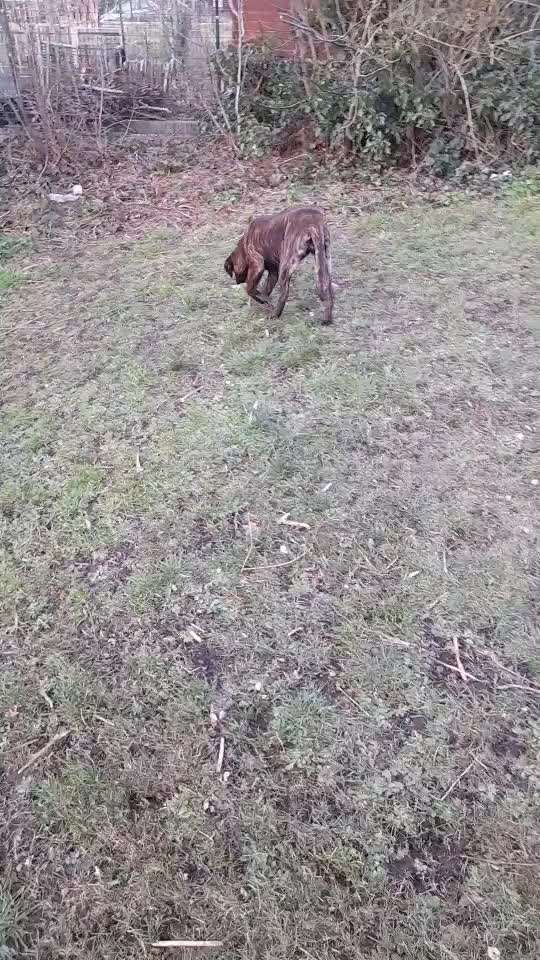 5 Monate alter Welpe macht nicht draußen-Beitrag-Bild