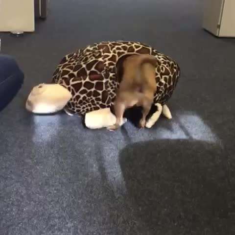 Zeigt hier Euer liebstes Video Eurer Hunde-Beitrag-Bild