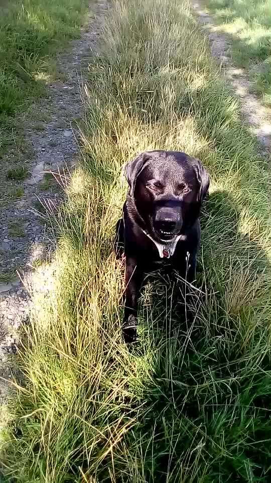 Dogorama Blog Challenge: Hundetricks-Beitrag-Bild