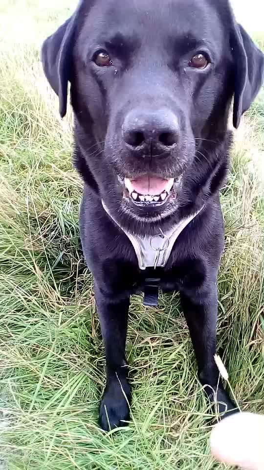 Dogorama Blog Challenge: Hundetricks-Beitrag-Bild