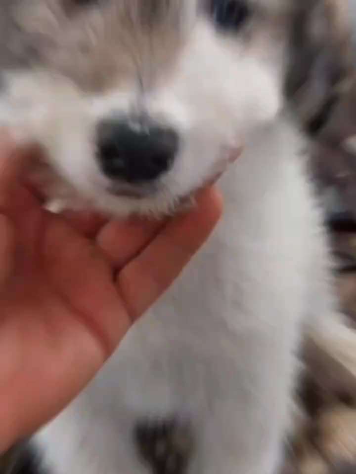 Tierschutzhunde suchen ein Zuhause-Beitrag-Bild