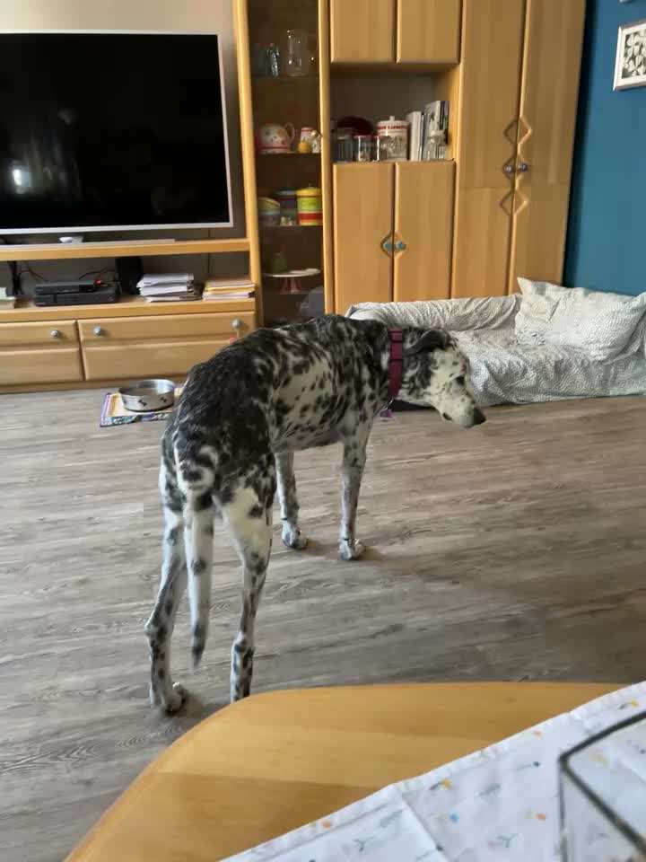 Erfahrung mit älteren Hunden-Beitrag-Bild