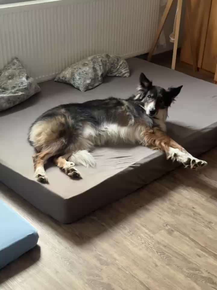 Hund beißt und geht einen richtig an !-Beitrag-Bild