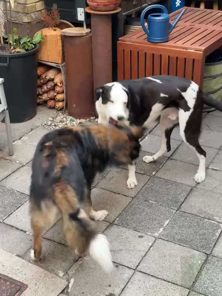 Hund beißt und geht einen richtig an !-Beitrag-Bild