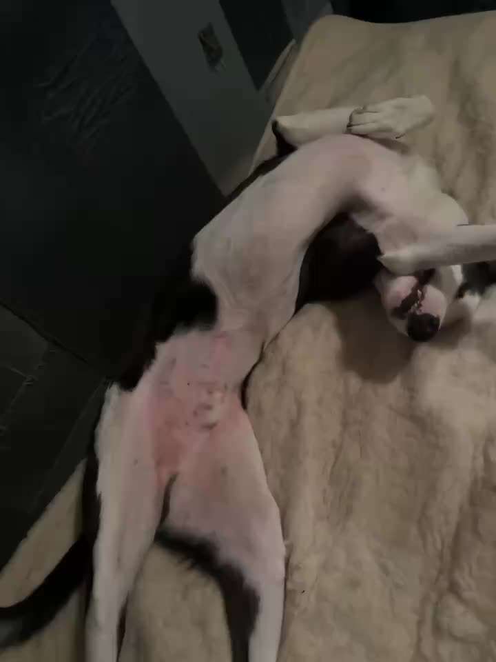 Hund beißt und geht einen richtig an !-Beitrag-Bild