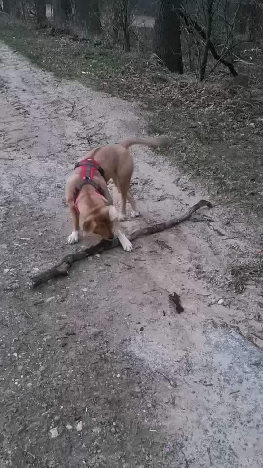 Rhodesian Ridgeback-Beitrag-Bild