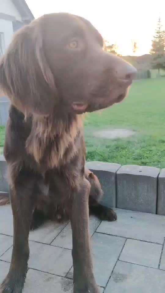 Trickdogging-Beitrag-Bild