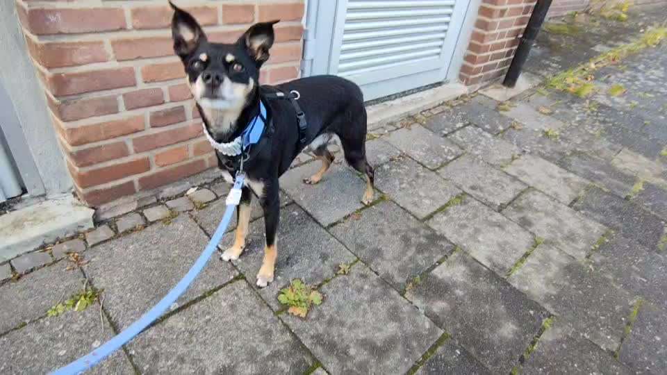 Gangbild/-analyse-Beitrag-Bild