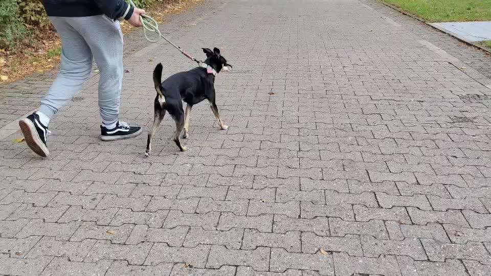 Gangbild/-analyse-Beitrag-Bild