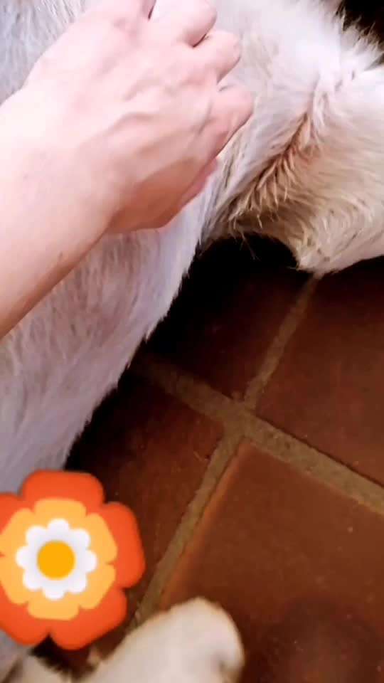 Ist es normal, dass sich das Hinterbein beim Kraulen so reflexartig mitbewegt?-Beitrag-Bild