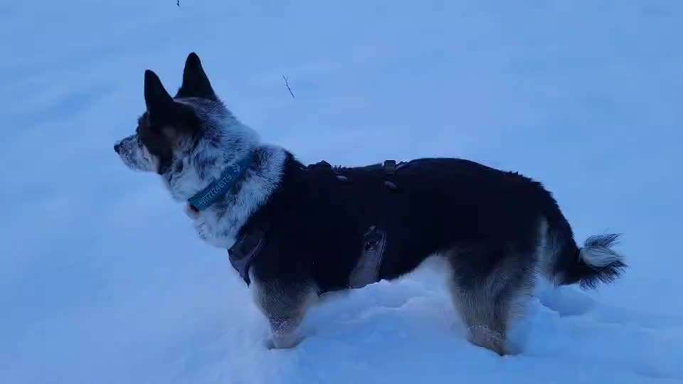 Geschirr für Windhund (Mischling)-Beitrag-Bild