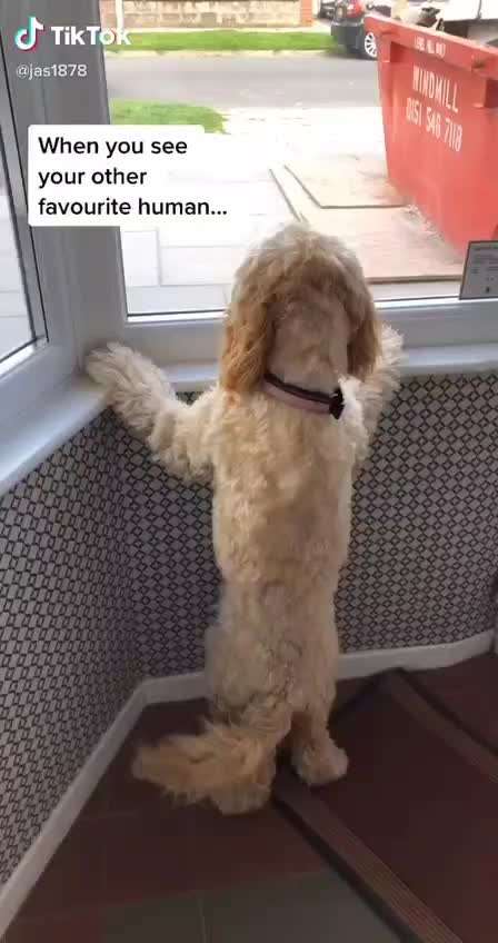 Hunde Memes-Beitrag-Bild