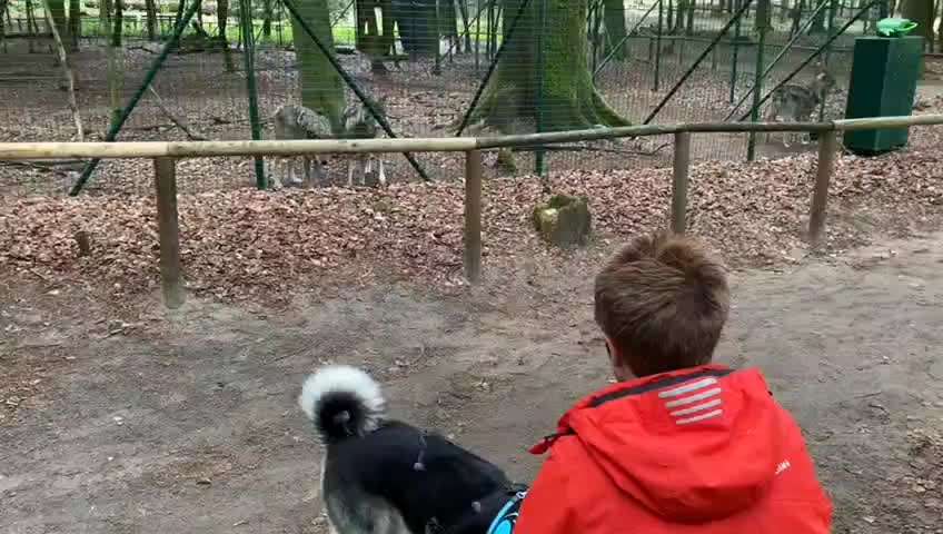 Wolfsangriff in den Niederlanden – Wie sicher sind unsere Hunde?-Beitrag-Bild