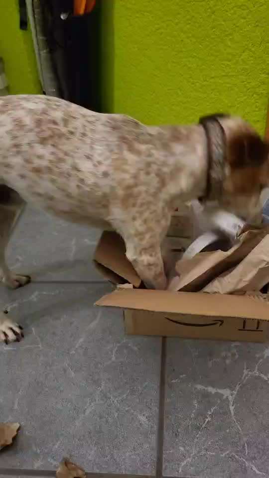 Mein Hund schluckt sein Trockenfutter nur noch statt es zu kauen .-Beitrag-Bild