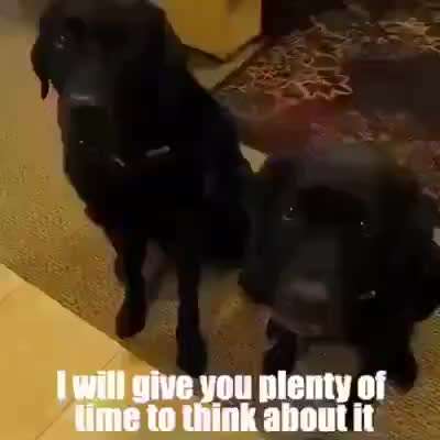 Hunde Memes-Beitrag-Bild