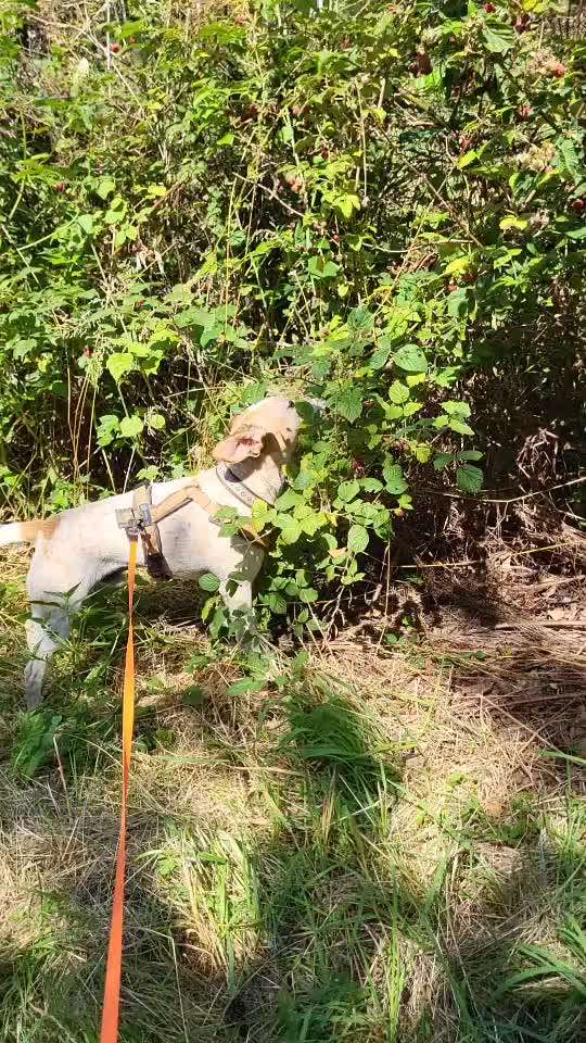 58.Impulskontrollchallenge " Geduld haben !"-Beitrag-Bild