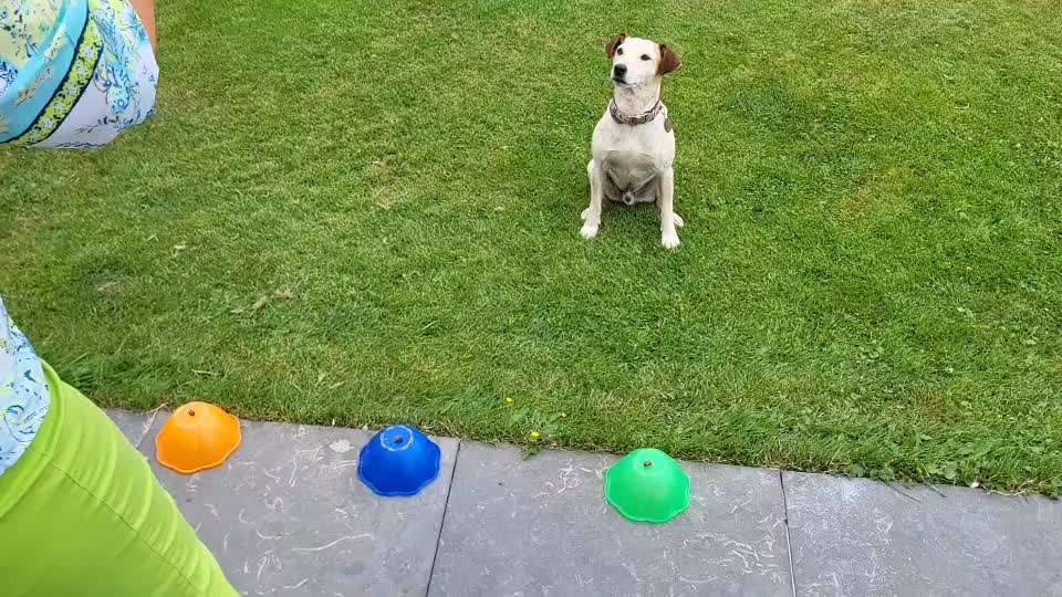 59. Impulskontrollchallenge " Qual der Wahl"-Beitrag-Bild