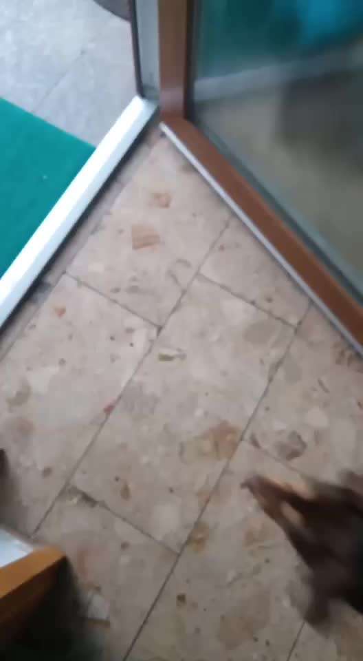 Impulskontrolle Challenge NR .4.           STOP/STEH/ WARTE-Beitrag-Bild