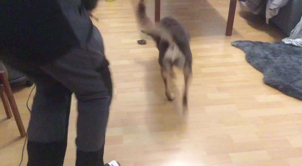 Impulskontrolle Challenge Nr. 5: Lekkerli zurück bringen-Beitrag-Bild