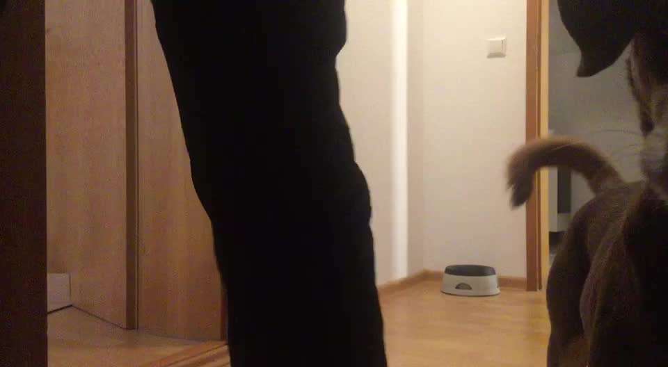 Impulskontrolle-Challenge Nr. 2: Vorbei laufen-Beitrag-Bild