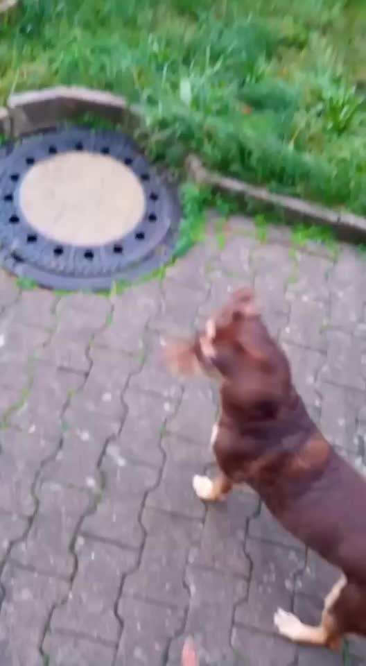 Impulskontrolle Challenge NR .4.           STOP/STEH/ WARTE-Beitrag-Bild