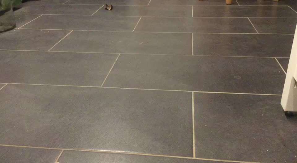 Impulskontrolle Challenge Nr. 5: Lekkerli zurück bringen-Beitrag-Bild