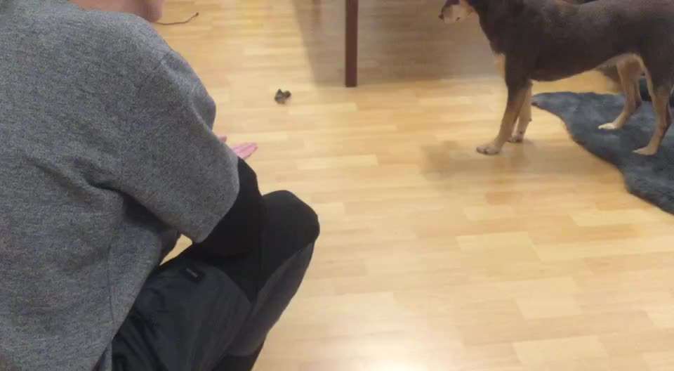 Impulskontrolle Challenge Nr. 5: Lekkerli zurück bringen-Beitrag-Bild