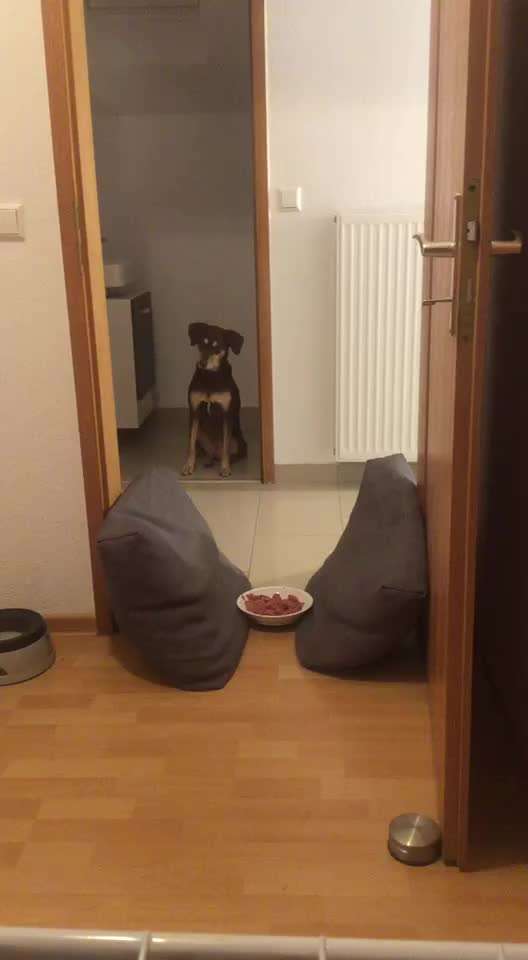 Impulskontrolle-Challenge Nr. 2: Vorbei laufen-Beitrag-Bild