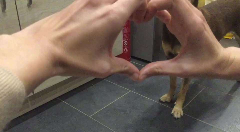 Trick Challenge Nr. 19 - Herzenshund-Beitrag-Bild