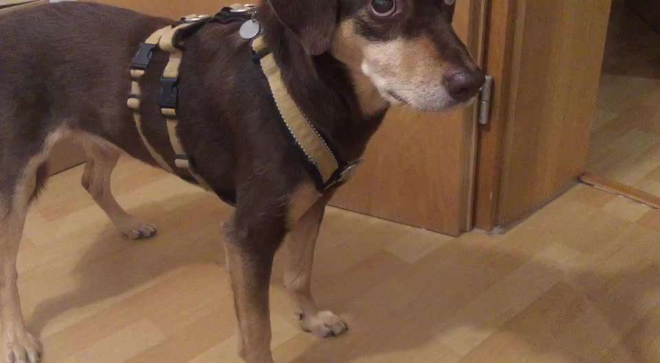 Halsband oder Geschirr?-Beitrag-Bild