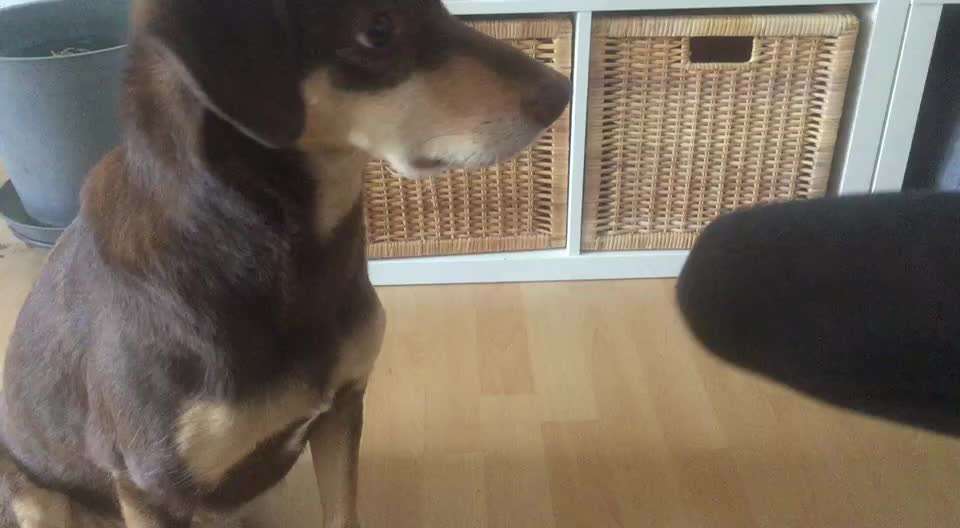 Impulskontrolle-Challenge Nr. 1: 10 Leckerli Spiel-Beitrag-Bild