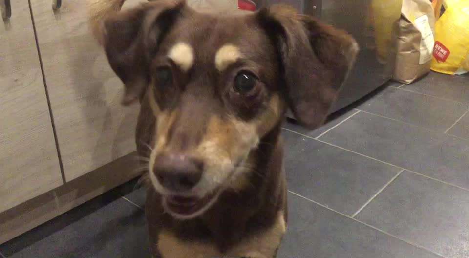 Trick Challenge Nr. 19 - Herzenshund-Beitrag-Bild