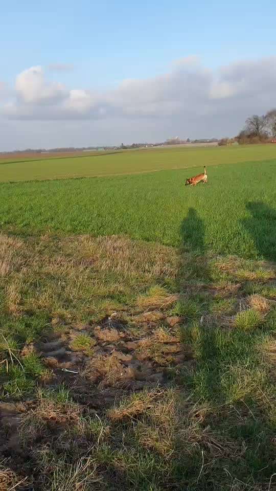 Mantrailing-Beitrag-Bild