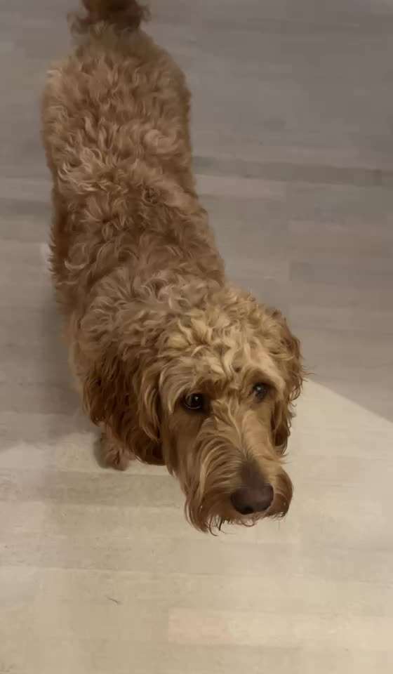 Trick Adventskalender-Beitrag-Bild