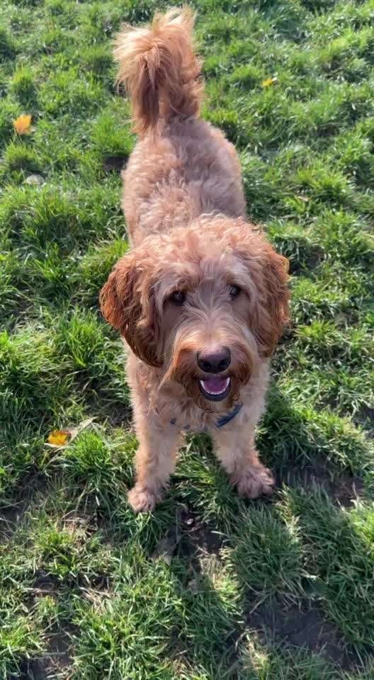 Trick Adventskalender-Beitrag-Bild