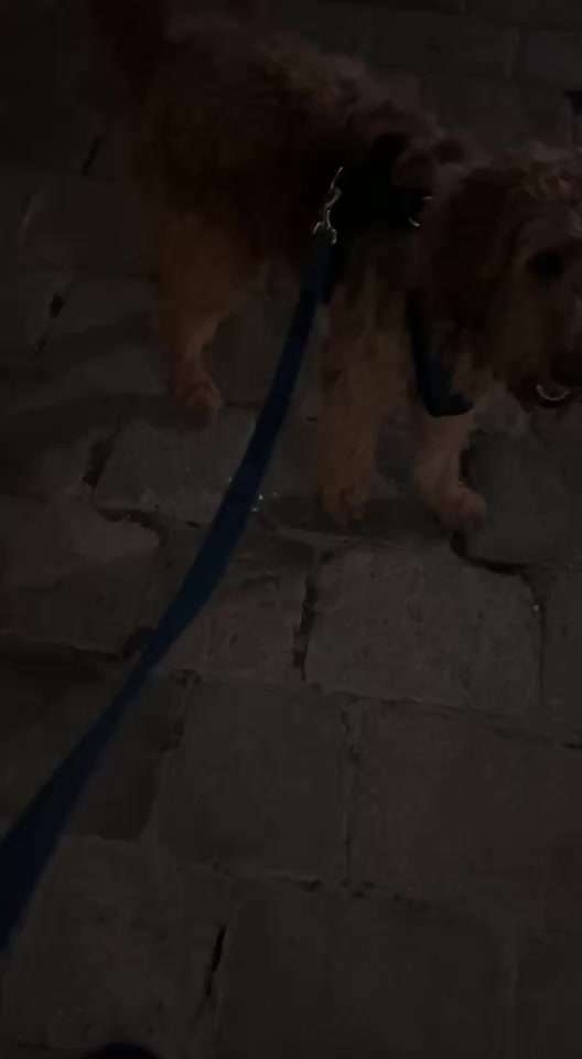 Trick Adventskalender-Beitrag-Bild