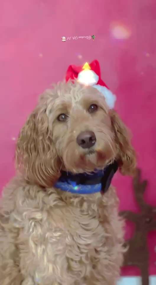 Action-Fun Hund- Aventskalender-Beitrag-Bild