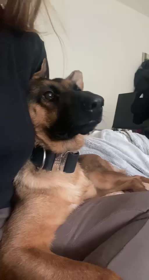 Alles rund um den Schäferhund, diskutieren erwünscht.-Beitrag-Bild