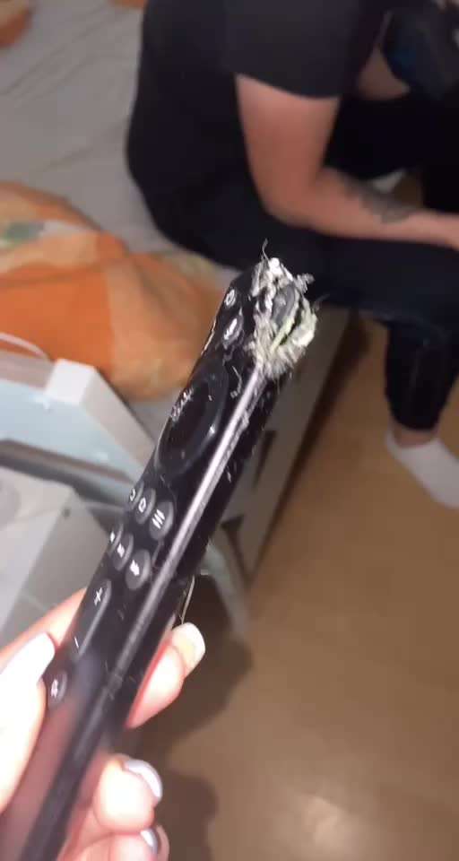 Was haben eure Hunde schon gefressen oder zerstört ?-Beitrag-Bild