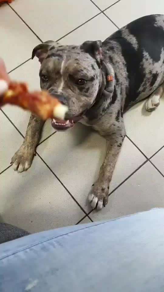 Olde English Bulldogge-Beitrag-Bild