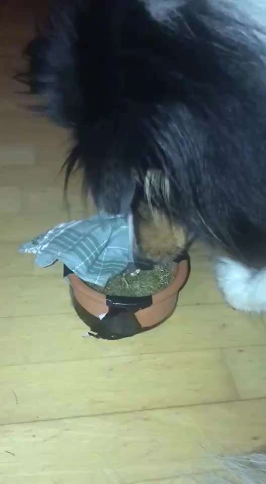 Tierheimpauschale - Zwangsabgabe 
Ja oder Nein?-Beitrag-Bild