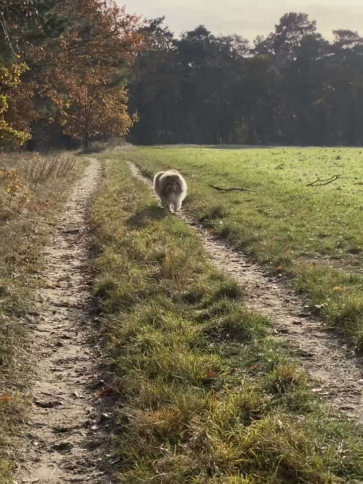 Langhaar Collies-Beitrag-Bild