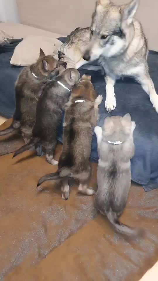 Wolfhunde Besitzer TWH oder SWH hier?-Beitrag-Bild