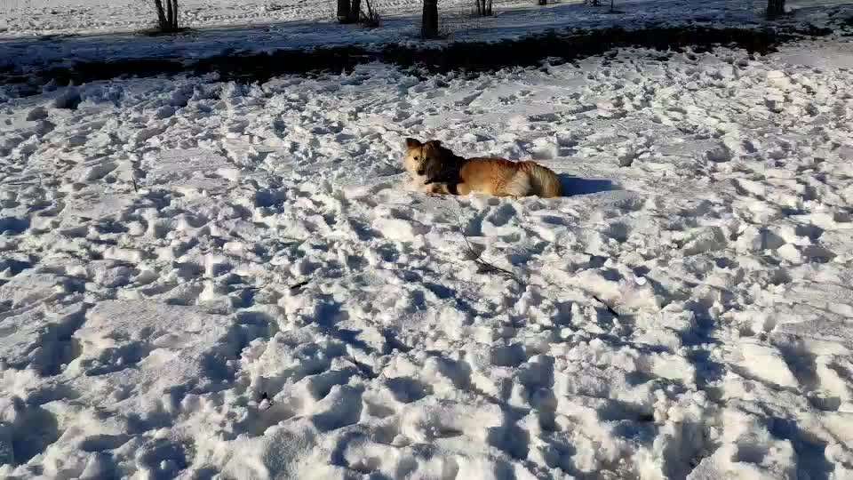 Zeigt mal die schönsten Bilder von euren Hunden !-Beitrag-Bild