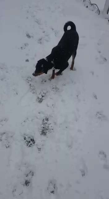 Zeigt hier Euer liebstes Video Eurer Hunde-Beitrag-Bild