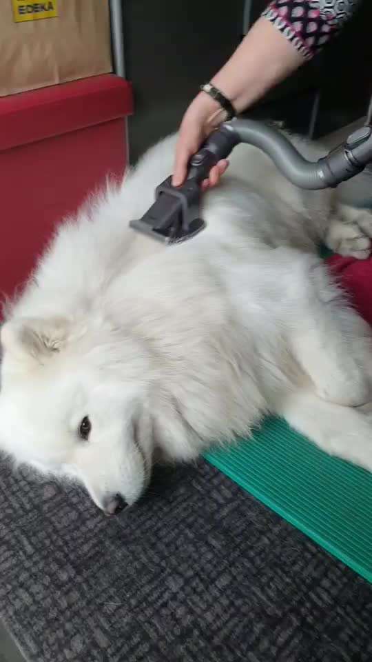 Samojede-Beitrag-Bild