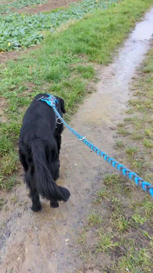 SRMA Meningitis beim Hund, was ist eure Erfahrung mit Rückfällen?-Beitrag-Bild