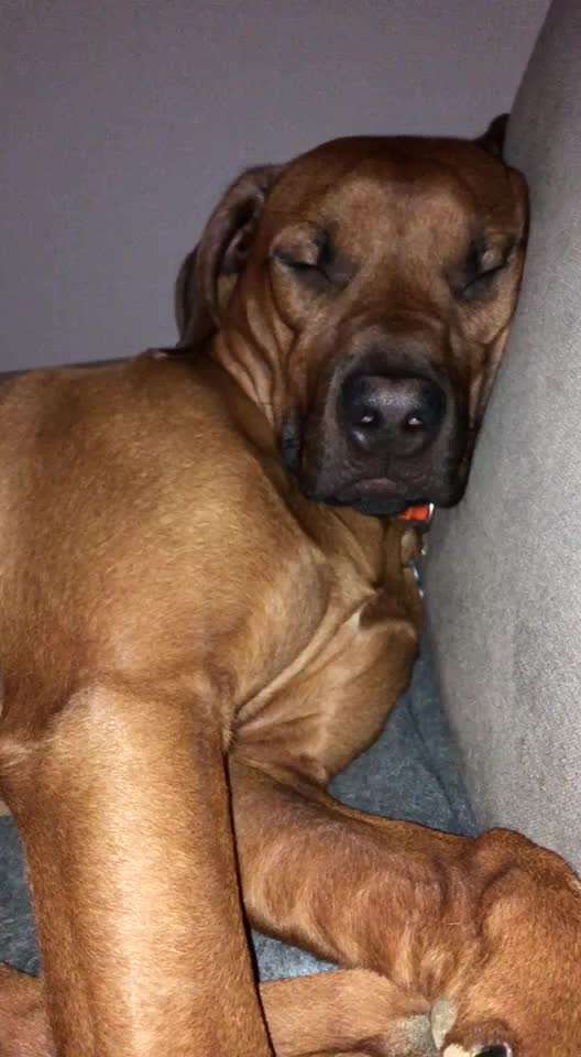 Rhodesian Ridgeback-Beitrag-Bild