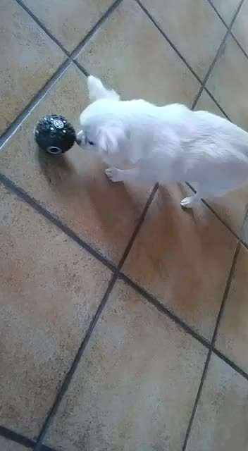 Wo sind die Chihuahua Besitzer ?-Beitrag-Bild