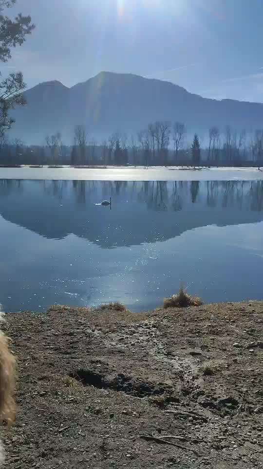 35. Impulskontrollübung "Kontakt mit anderen Tieren"-Beitrag-Bild